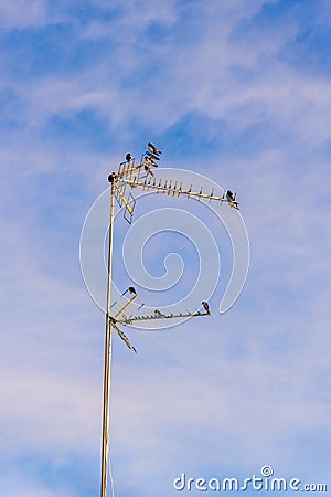 A flock of Laundress birds on a TV antenna against stunning blue sky with clouds Stock Photo