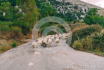 Flock of long haired sheep with bald heads crossing the street on the island of Crete Stock Photo