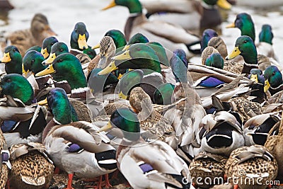 Flock of Mallards on an icy river Stock Photo