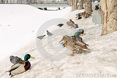 Flock of the mallards on the snow. Ducks on the river in winter. ty Stock Photo