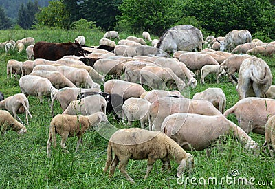 flock with many white shorn sheep without fleece after shearing Stock Photo