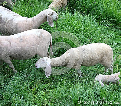 flock with many white shorn sheep grazing in the mountains Stock Photo