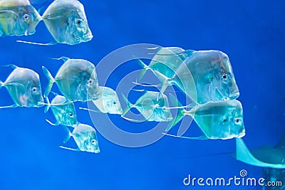 Flock of marine tropical fish Selene vomer fish swims in the depths of the ocean Stock Photo
