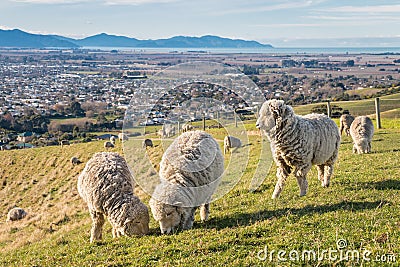 Flock of merino sheep grazing on farmland above Blenheim Stock Photo