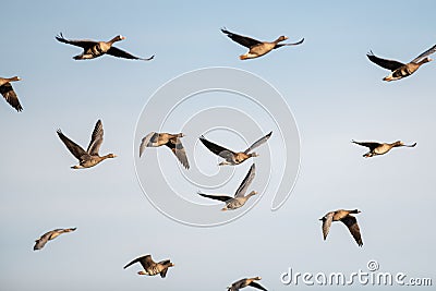 A flock of migrating geese flying in formation. Stock Photo