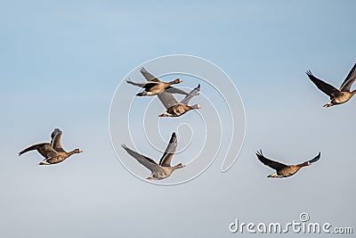 A flock of migrating geese flying in formation. Stock Photo