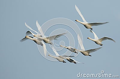 A flock of migrating Whooper Swan, Cygnus cygnus, flying in the blue sky in the UK. Stock Photo