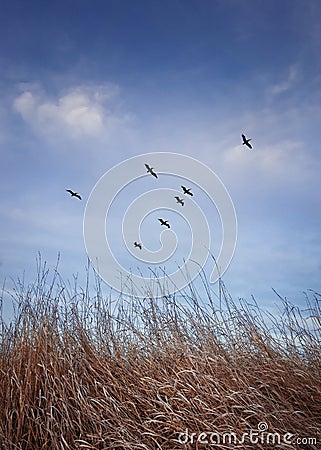 Flock of migratory birds flying over over a meadow with dry grass. Late autumnal scene, vertical shot in the nature with a blue Stock Photo