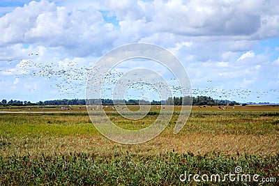 Migratory birds gather above the Wadden area. Stock Photo