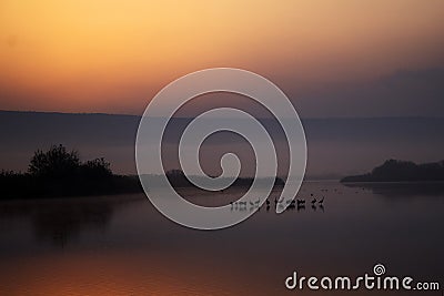 A flock of Migratory birds on the lake Stock Photo