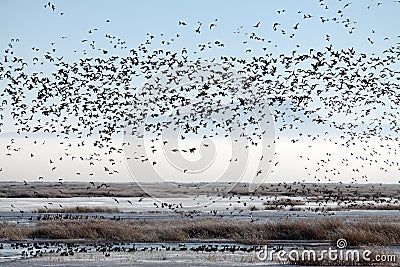 Flock of Migratory Birds over a Marsh Stock Photo