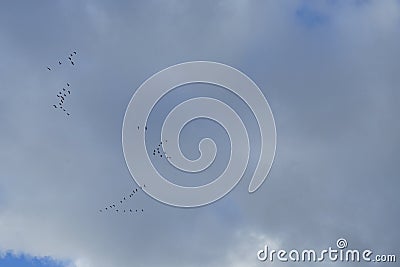 A flock of migratory wild geese flies to warmer climes in October against a cloudy sky over Berlin, Germany. Stock Photo