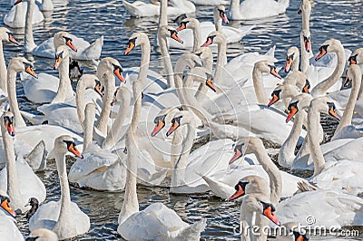 A flock of mute swans gather on lake banks. Cygnus olor Stock Photo