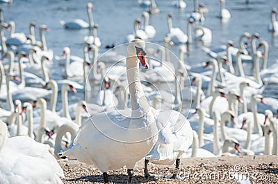 A flock of mute swans gather on lake banks. Cygnus olor Stock Photo