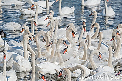 A flock of mute swans gather on lake banks. Cygnus olor Stock Photo