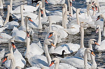 A flock of mute swans gather on lake banks. Cygnus olor Stock Photo