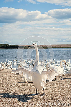 A flock of mute swans gather on lake banks. Cygnus olor Stock Photo