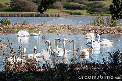 A flock of mute swans gather on lake. Cygnus olor Stock Photo