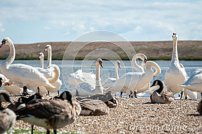 A flock of mute swans gather on lake. Cygnus olor Stock Photo