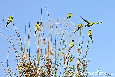 Flock of Nanday Conures Perched On Small Branches Stock Photo