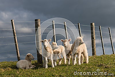 Flock of newborn lambs Stock Photo