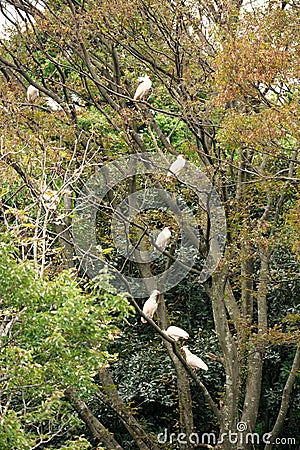 Flock of Nipponia nippon or Japanese Crested Ibis or Toki, once extinct animal from Japan, in a wo Stock Photo