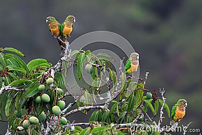 Flock of parrot perched on a mango tree Stock Photo