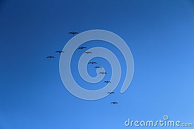 A flock of pelican birds high in the sky Stock Photo