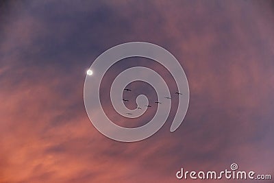 A flock of pelican birds high in the sky against the evening sky Stock Photo