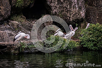 a flock of pelicans cleaning their feathers Stock Photo