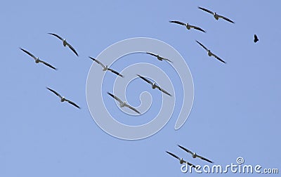 Flock of Pelicans in flight Stock Photo