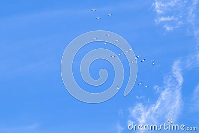 Flock of pelicans in flight in beautiful blue sky with wispy coulds Stock Photo