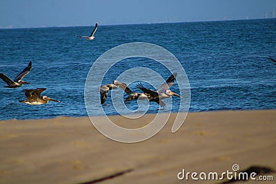 A flock of pelicans in flight over the silky brown surrounded by vast rippling blue ocean water with a clear blue sky Stock Photo
