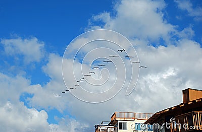 Flock of pelicans flying in formation over Laguna Beach, California. Stock Photo