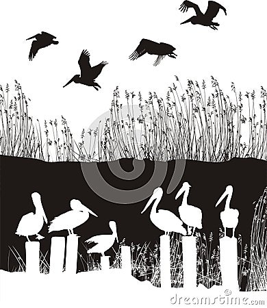 Flock of pelicans Vector Illustration