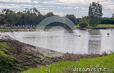 Flock of Pelicans Stock Photo