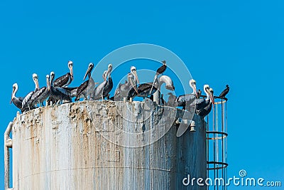 Flock pelicans on oil rig peruvian coast Piura Peru Stock Photo