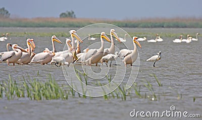 Flock of pelicans and spoonbils Stock Photo