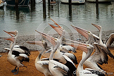 A Flock of pelicans waiting for a feed Stock Photo
