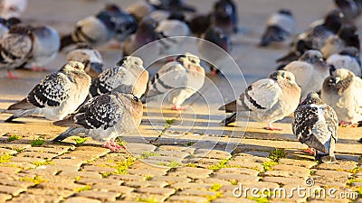 Flock of pigeons in the city street Stock Photo