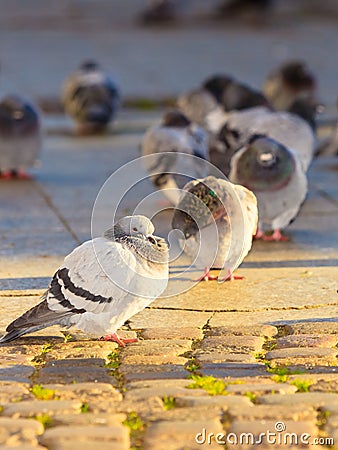 Flock of pigeons in the city street Stock Photo