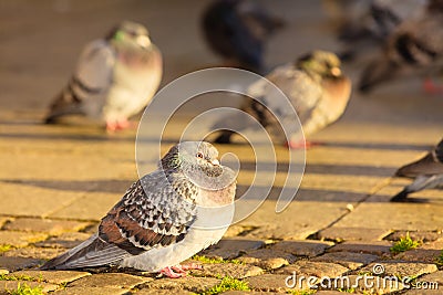 Flock of pigeons in the city street Stock Photo