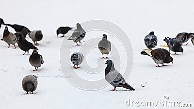 Flock of pigeons in the city street, winter time Stock Photo