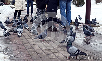 A flock of pigeons among the feet of people walking in the park on a spring day, side view Stock Photo