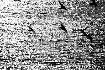 A flock of pigeons flew over the sea Stock Photo