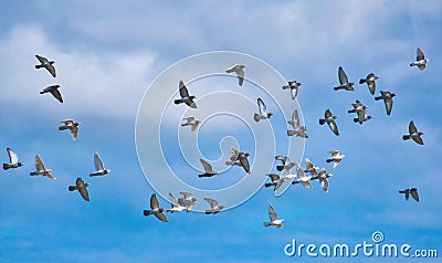 A flock of pigeons in flight against a blue sky Stock Photo