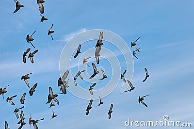 Flock of pigeons are flying Stock Photo