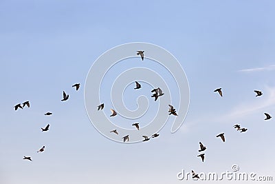 a flock of pigeons flying in the blue sky Stock Photo