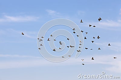 a flock of pigeons flying in the blue sky Stock Photo