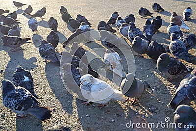 A flock pigeons on the ground Stock Photo